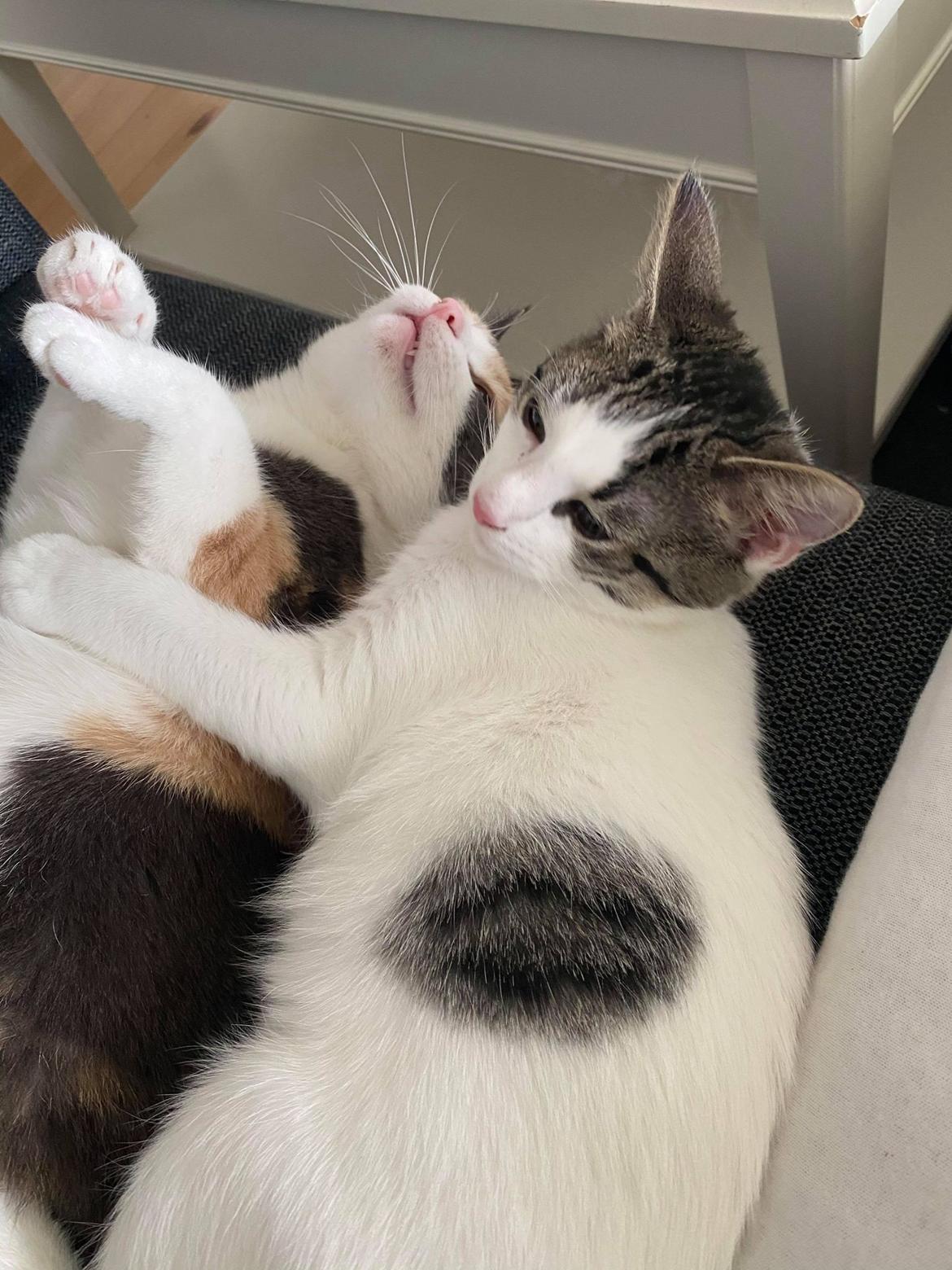 Huskat Louie billede 7