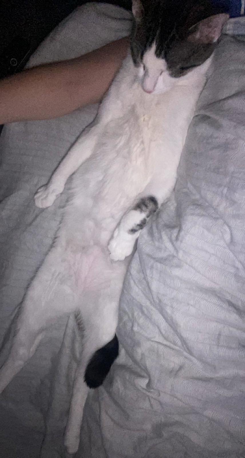 Huskat Louie - Så ved man bare at Louie nyder sit misseliv :D billede 2