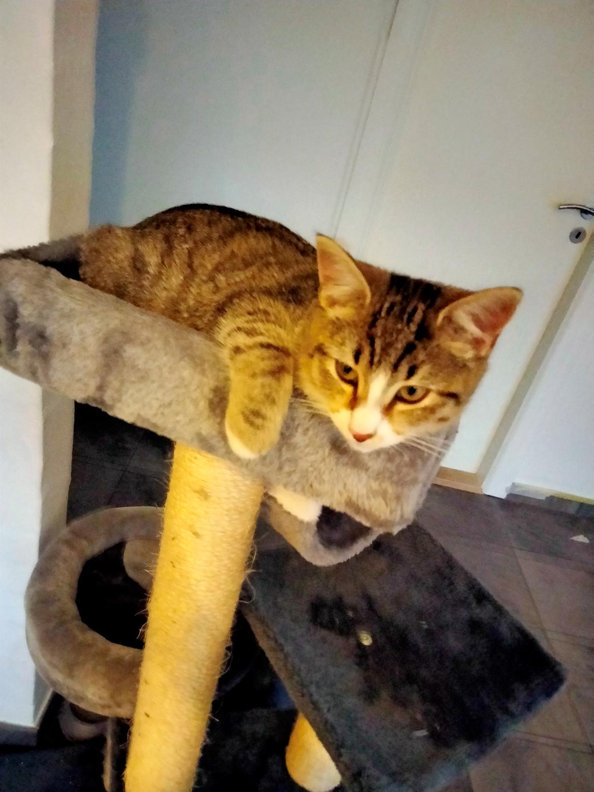 Huskat donna billede 10