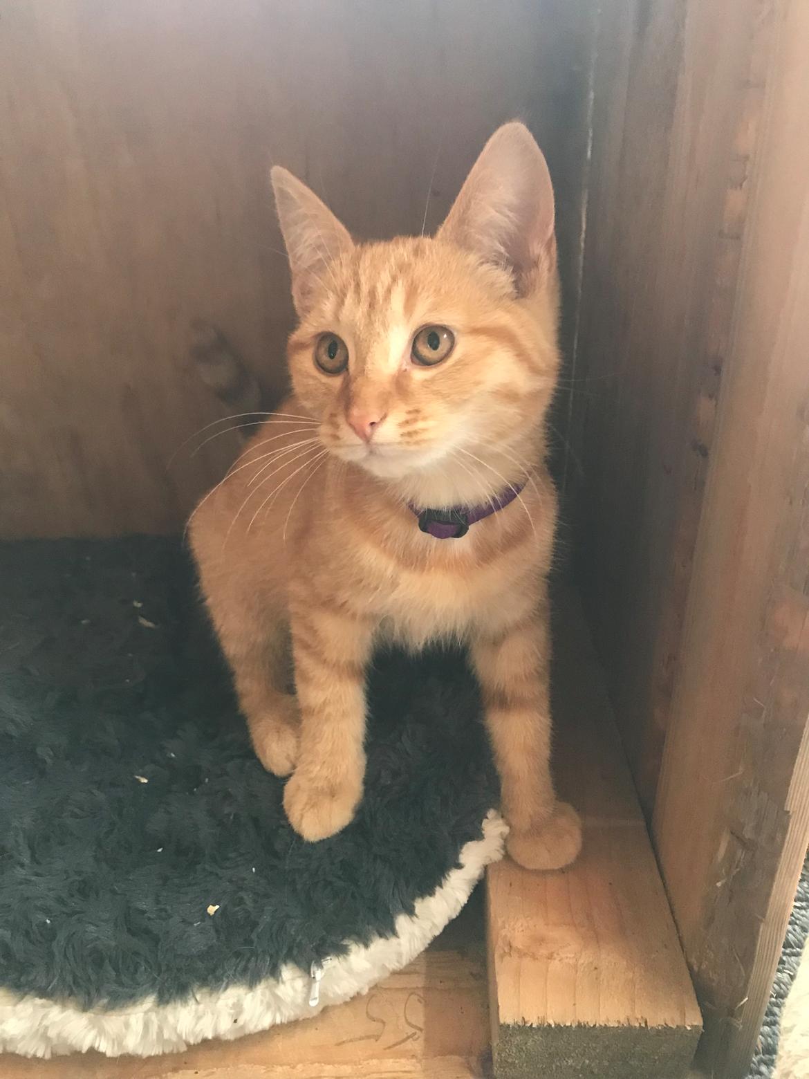 Huskat Garfield billede 4