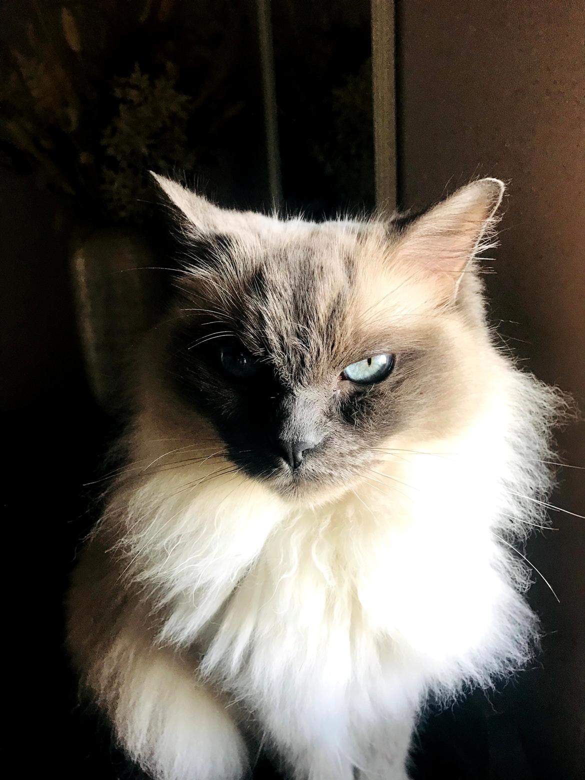 Ragdoll Cassandra billede 5