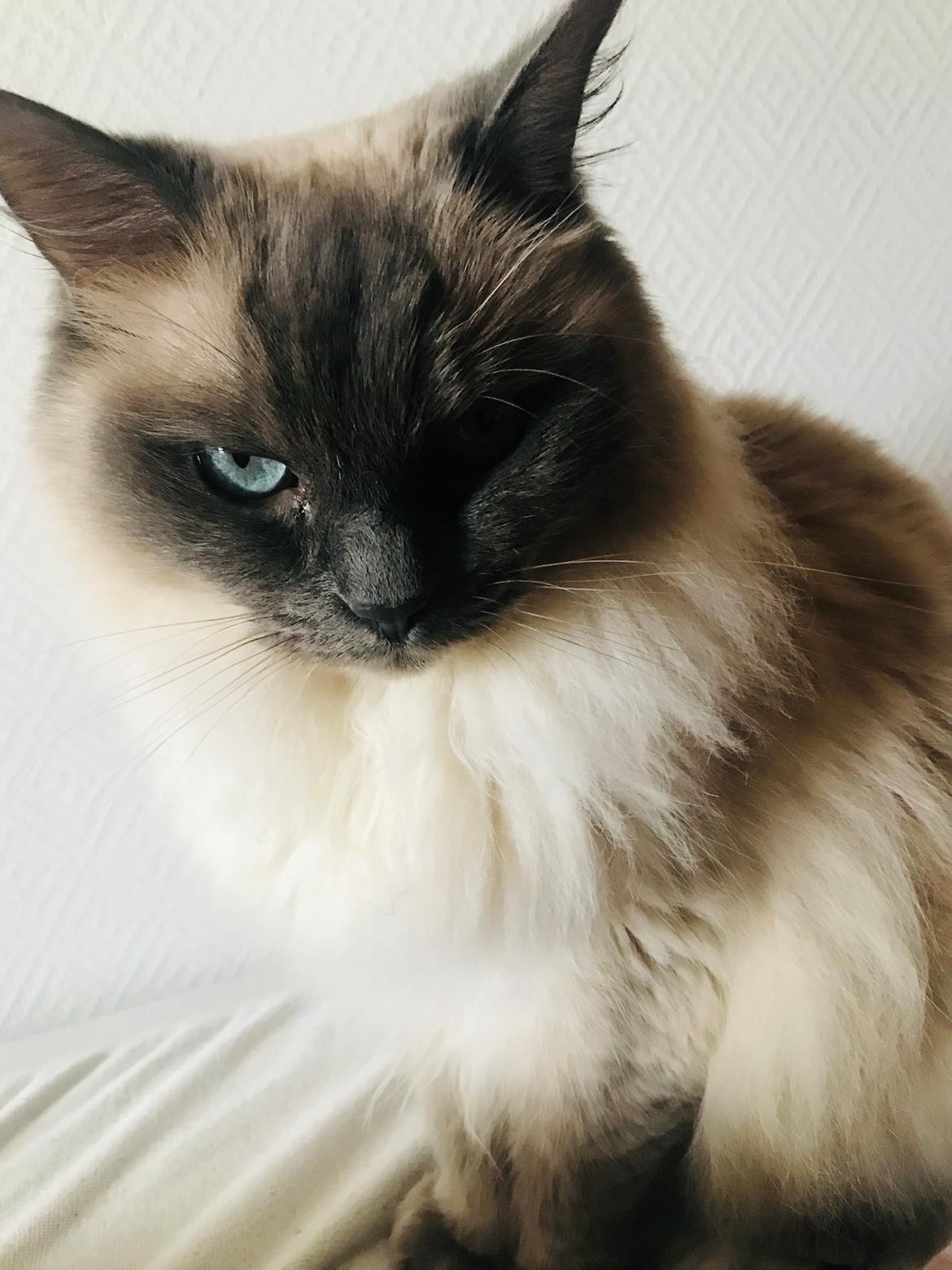 Ragdoll Cassandra billede 6