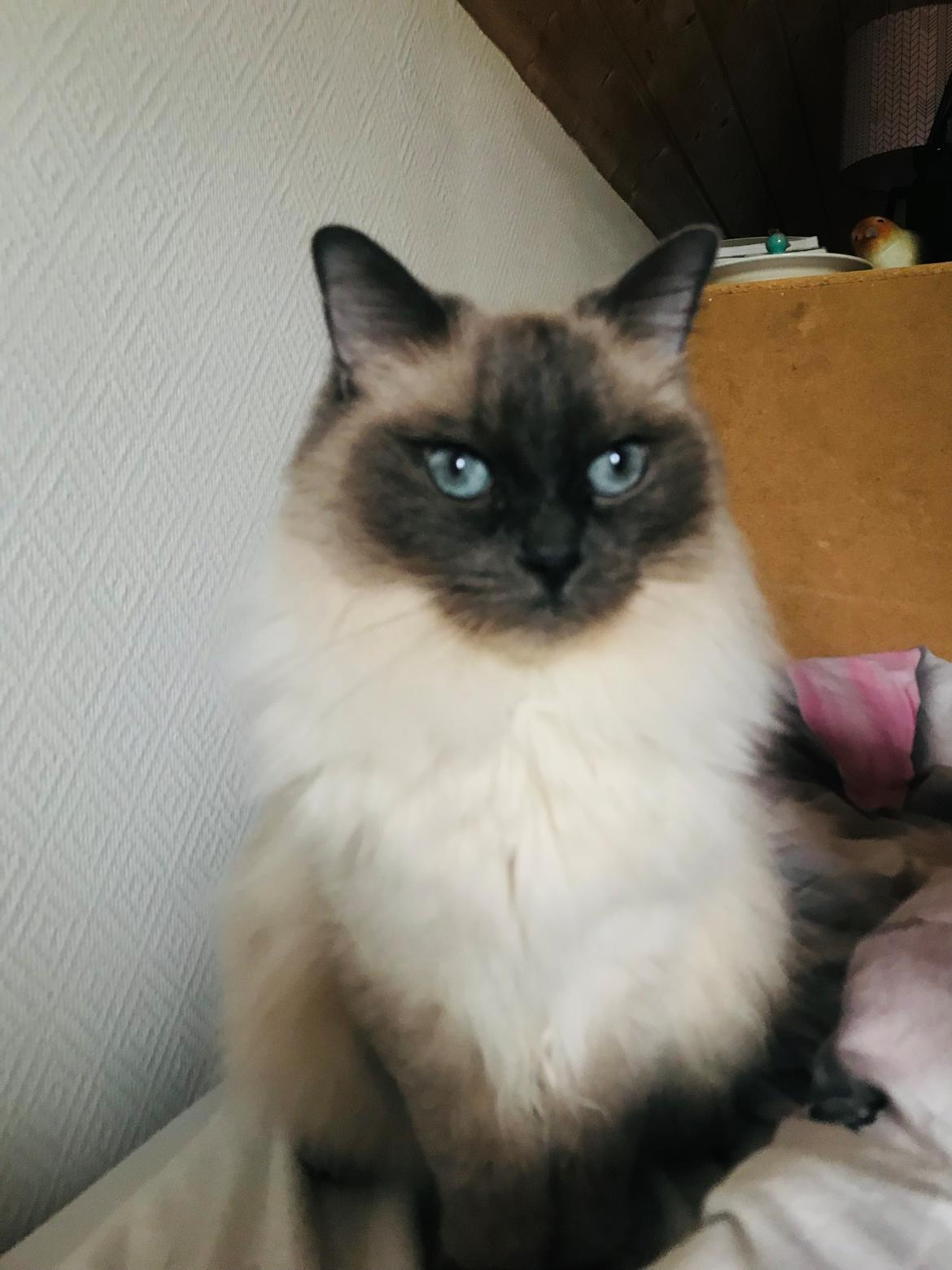 Ragdoll Cassandra billede 7