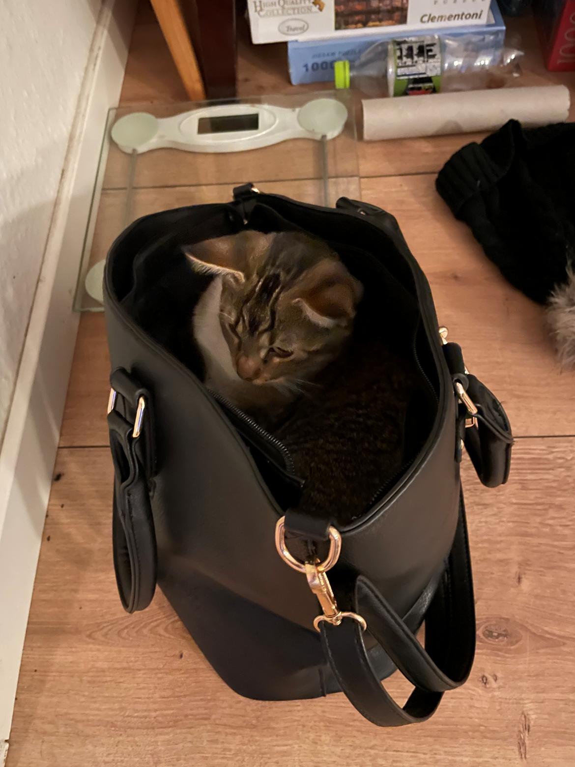 Blanding af racer Luna  RIP aflivet med  billede 11