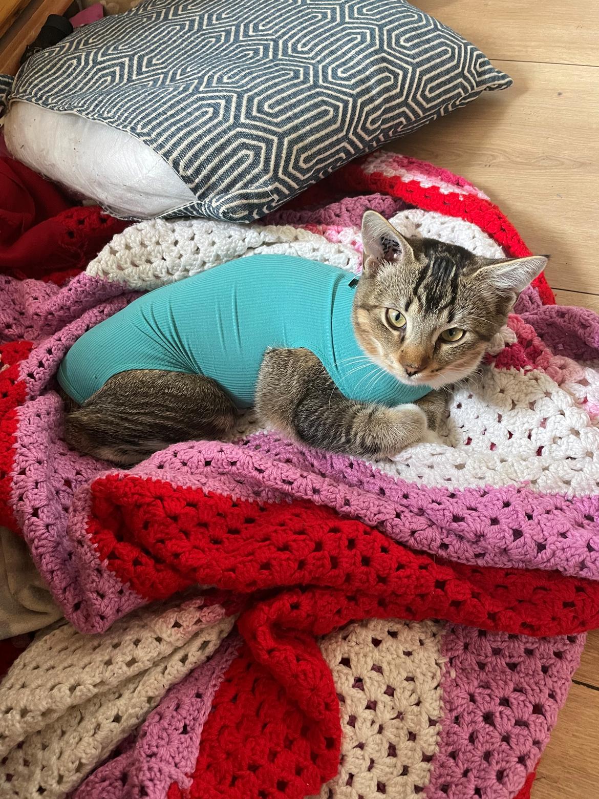 Blanding af racer Luna  RIP aflivet med  billede 12