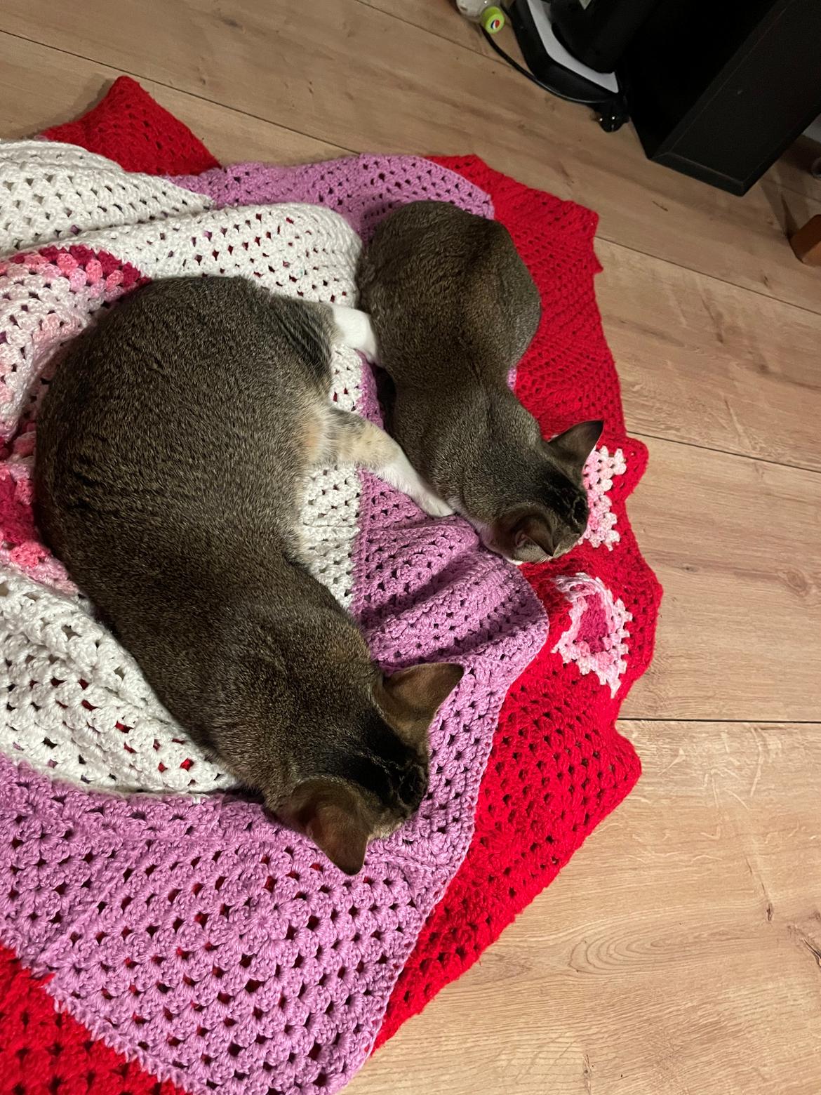 Blanding af racer Luna  RIP aflivet med  - Luna og speedi billede 14