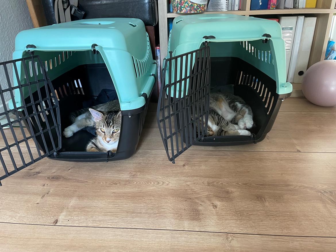 Blanding af racer Luna  RIP aflivet med  - Luna og speedi  billede 15