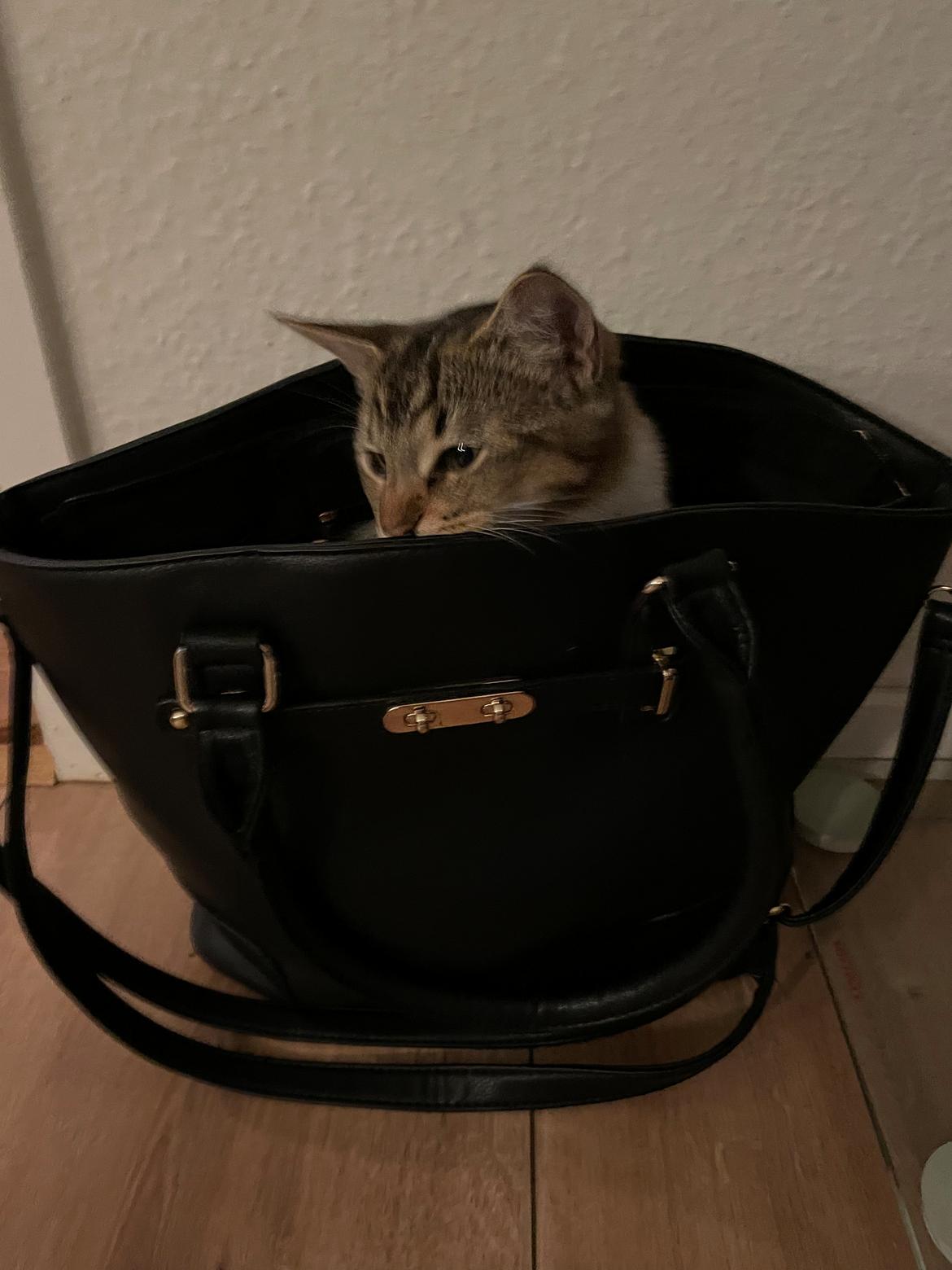 Blanding af racer Luna  RIP aflivet med  billede 13