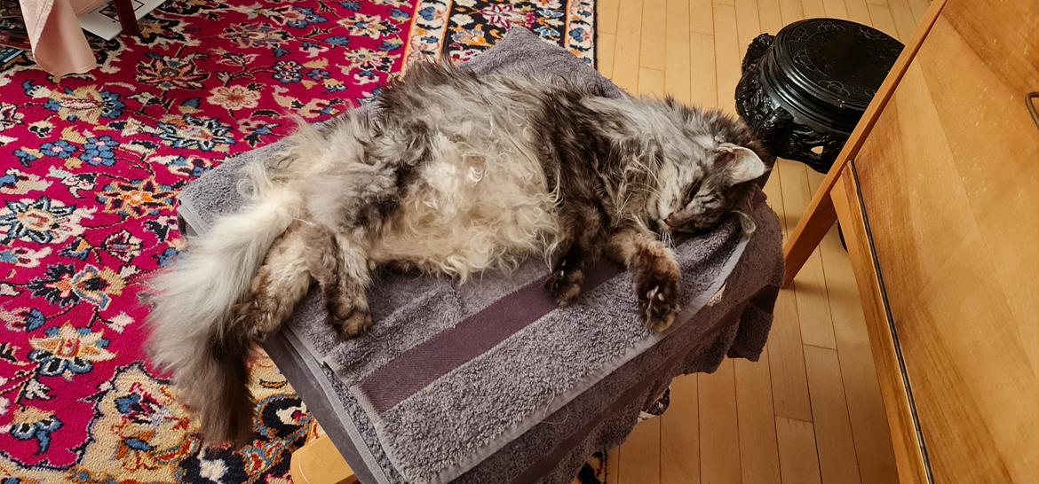 Maine Coon silver billede 31