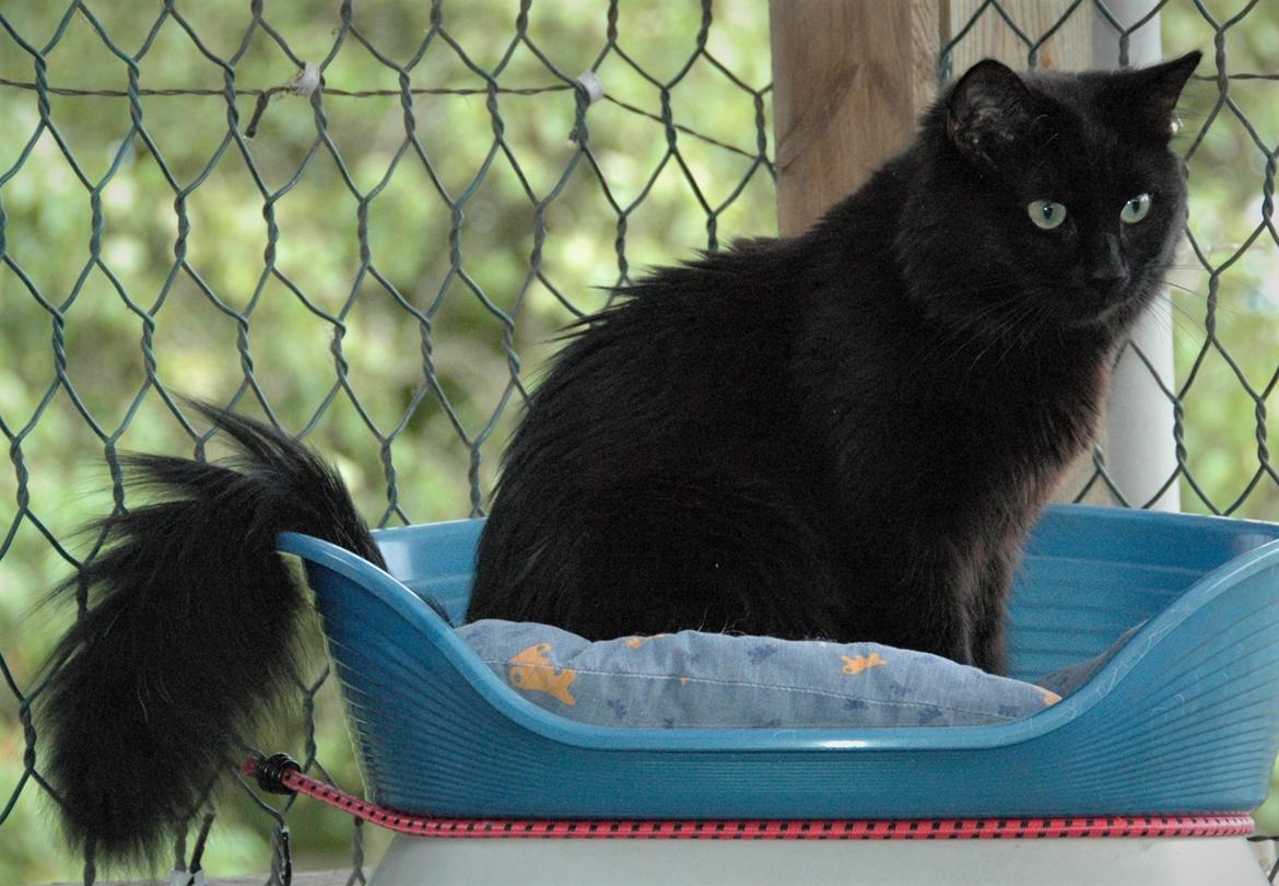 Tyrkisk Angora Ihsan von Kedi Arkadas billede 3