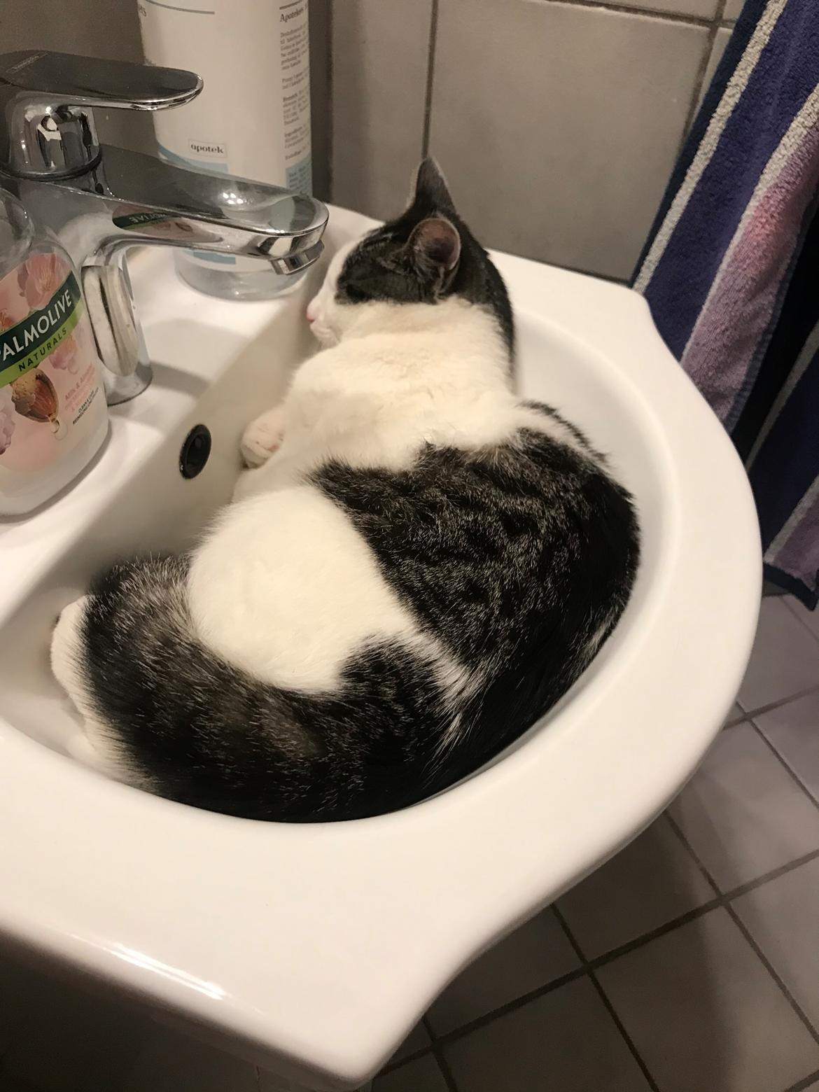 Huskat Felix billede 3