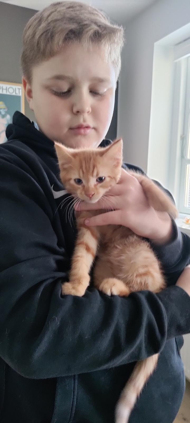 Huskat Buzz billede 6