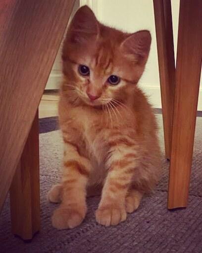 Huskat Buzz billede 1