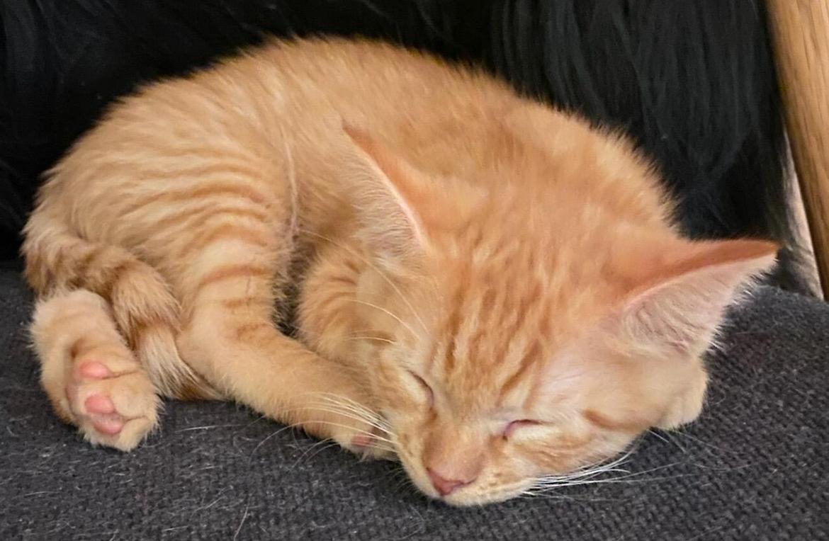 Huskat Buzz billede 7