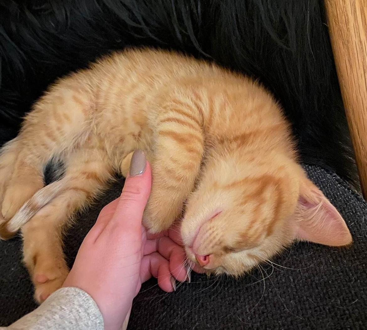 Huskat Buzz billede 8