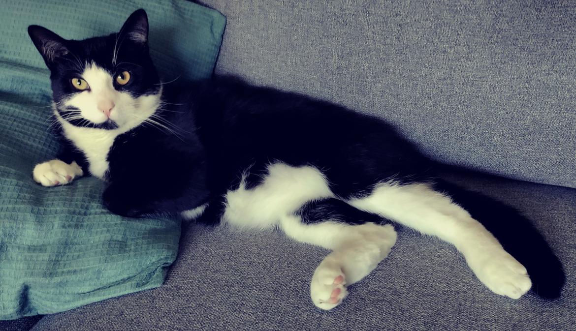 Huskat Luie billede 19