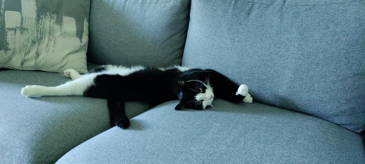 Huskat Luie billede 1