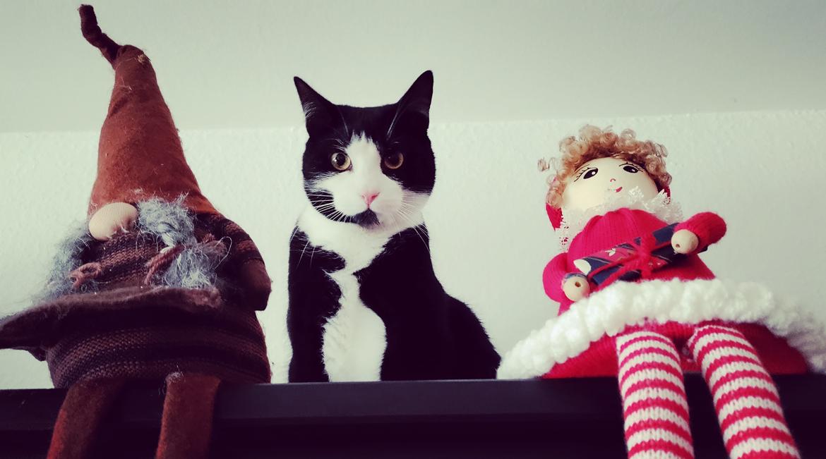 Huskat Luie billede 21