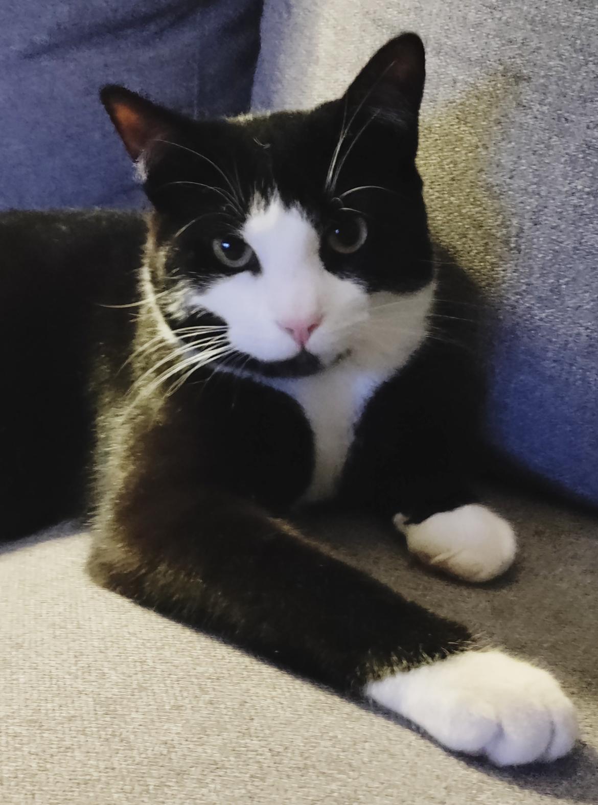 Huskat Luie billede 20