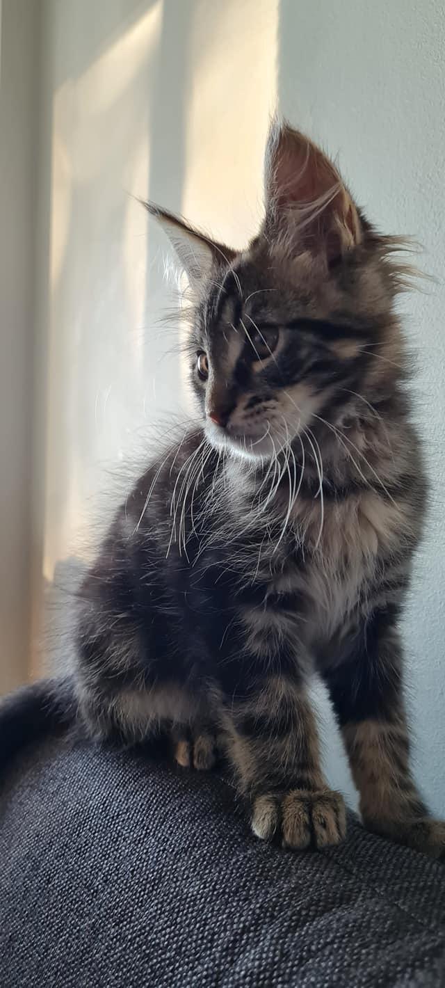 Maine Coon Milo billede 3