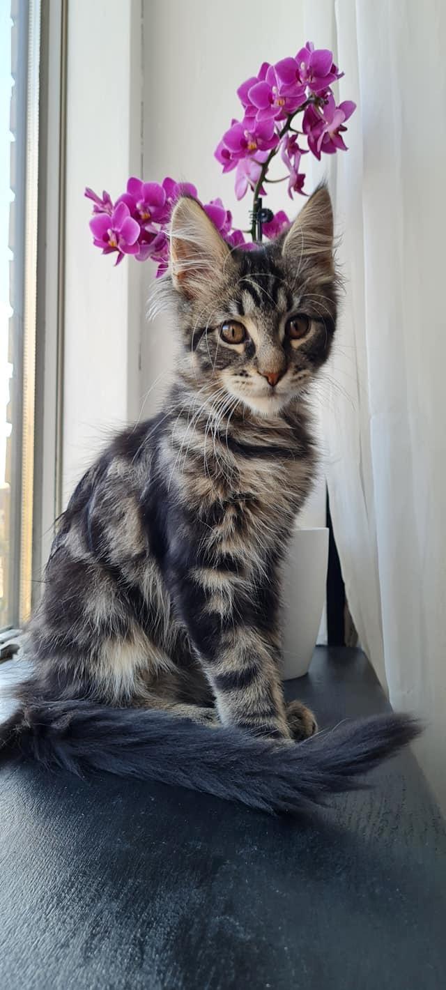 Maine Coon Milo billede 5