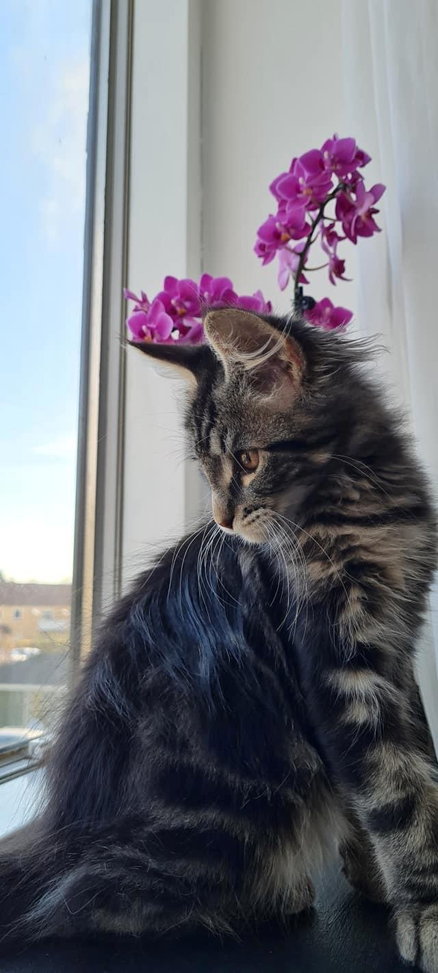 Maine Coon Milo billede 6