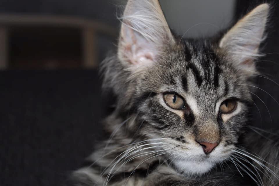 Maine Coon Milo billede 11