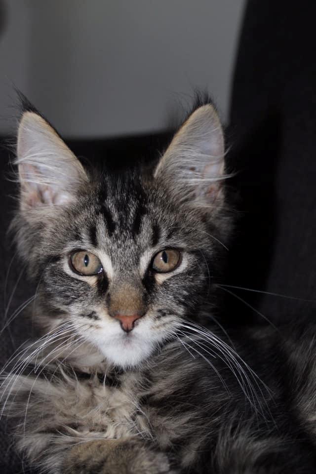 Maine Coon Milo billede 20