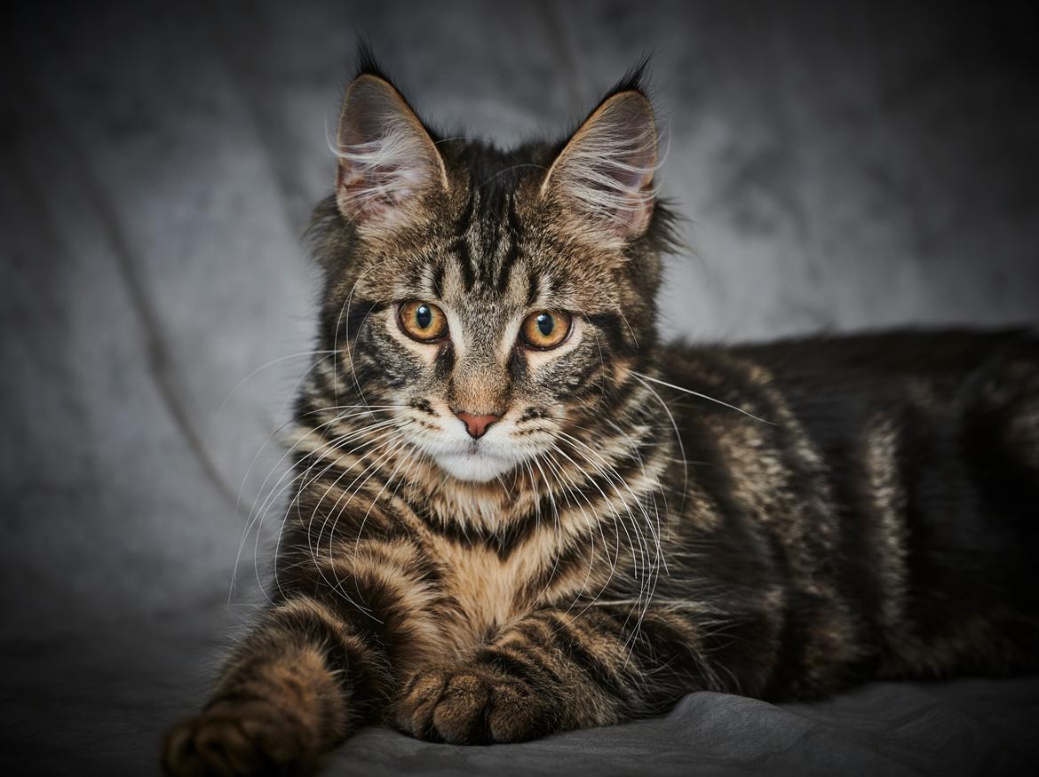 Maine Coon Milo billede 25