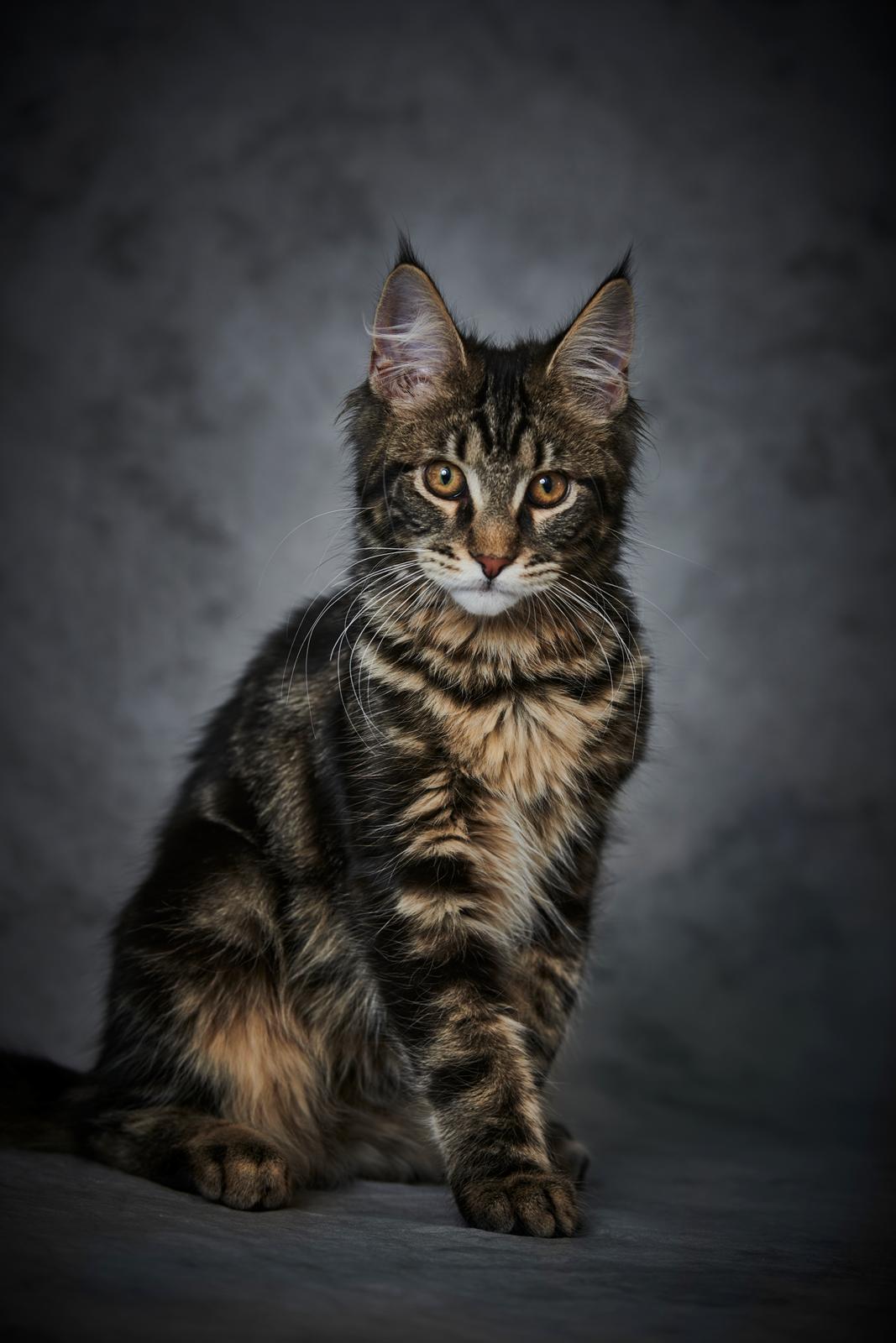 Maine Coon Milo billede 27