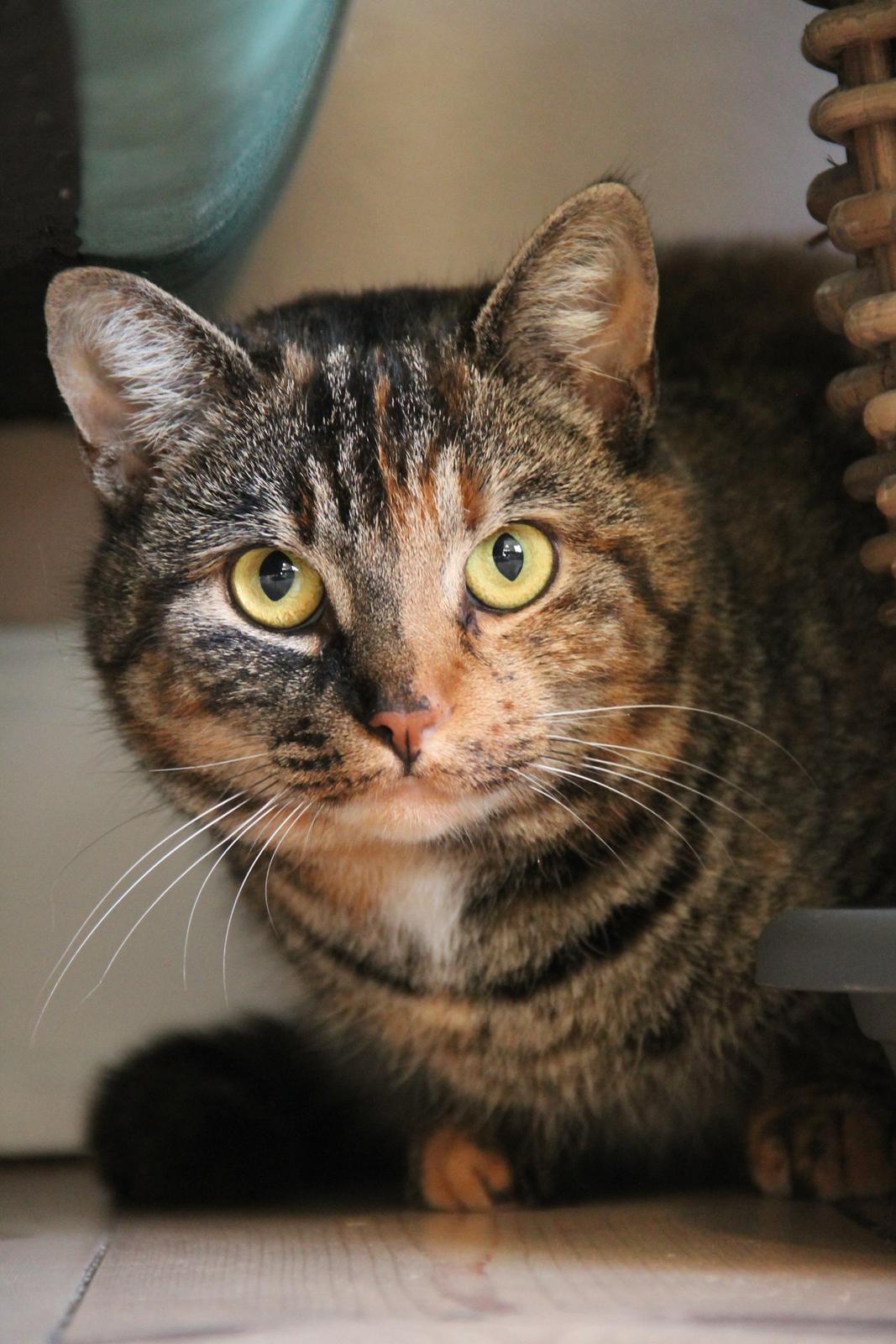 Huskat Nala billede 2