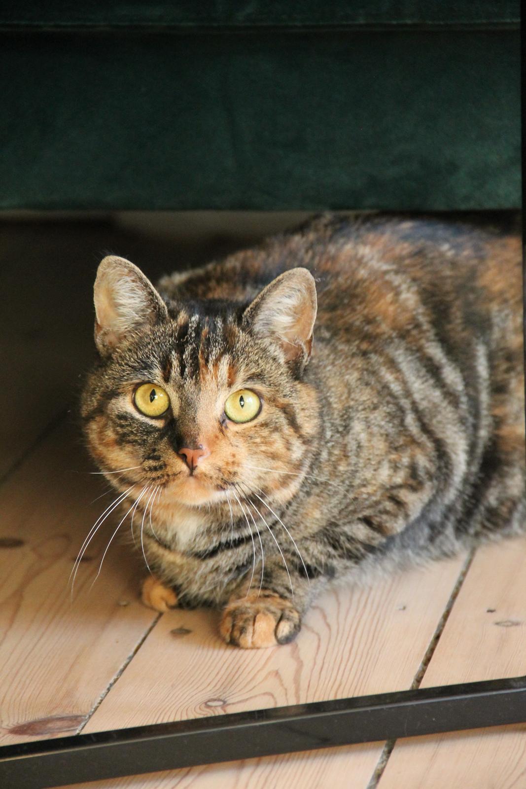 Huskat Nala billede 5