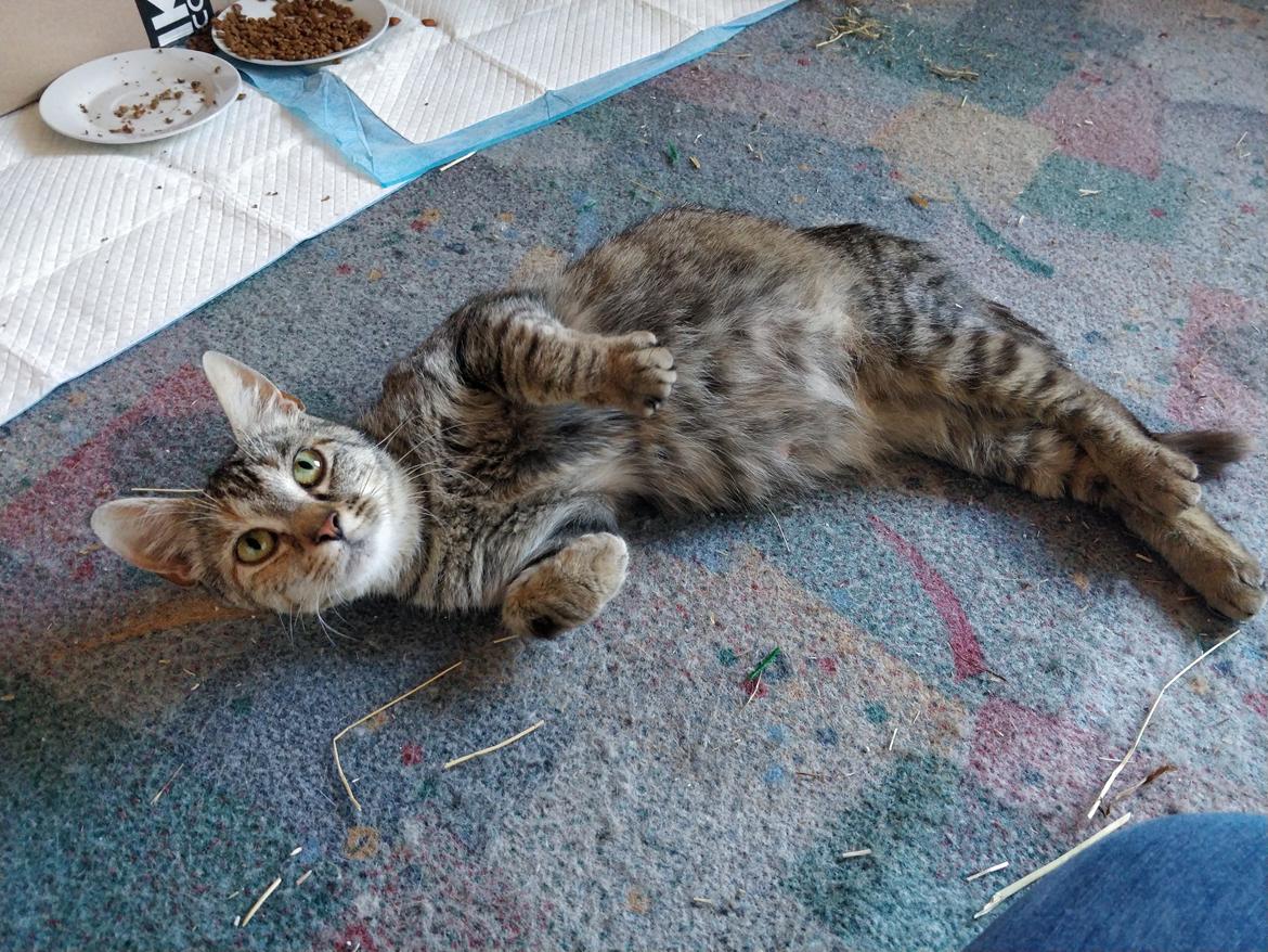 Huskat Preggo billede 1