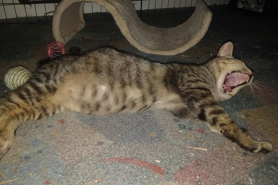 Huskat Preggo billede 2