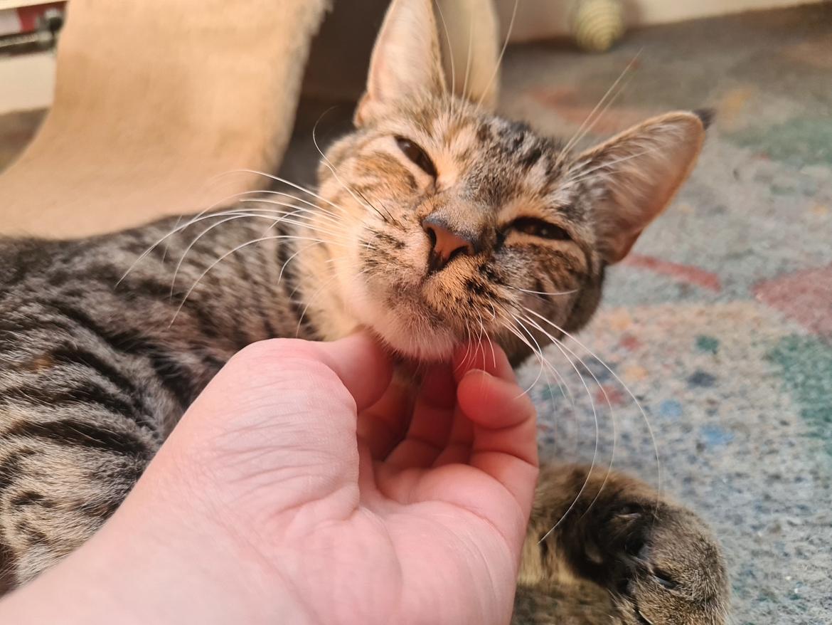 Huskat Preggo billede 12