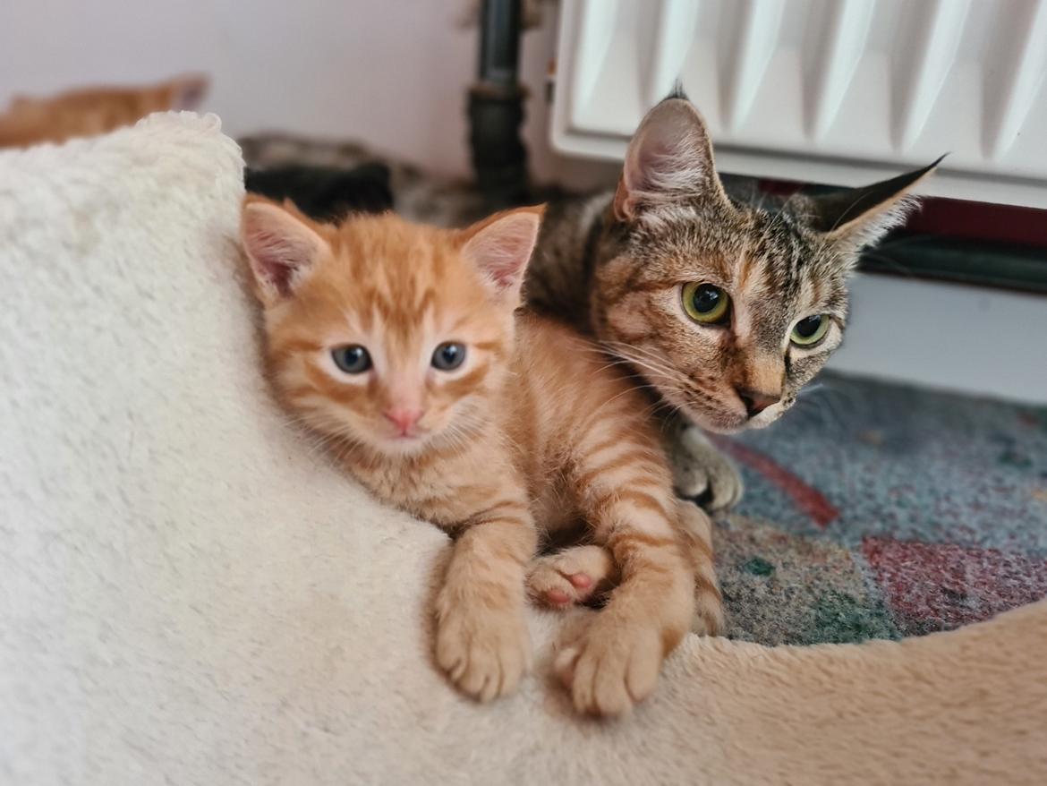 Huskat Preggo billede 11