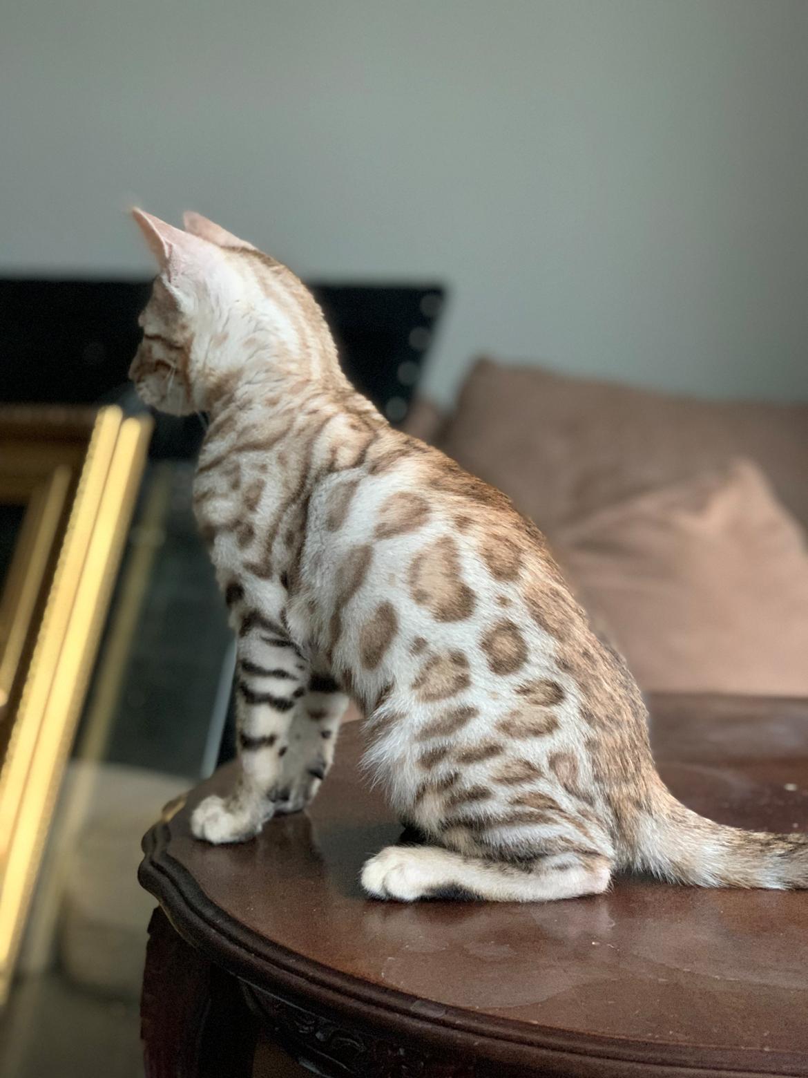 Bengal Oakheart Aurora billede 1