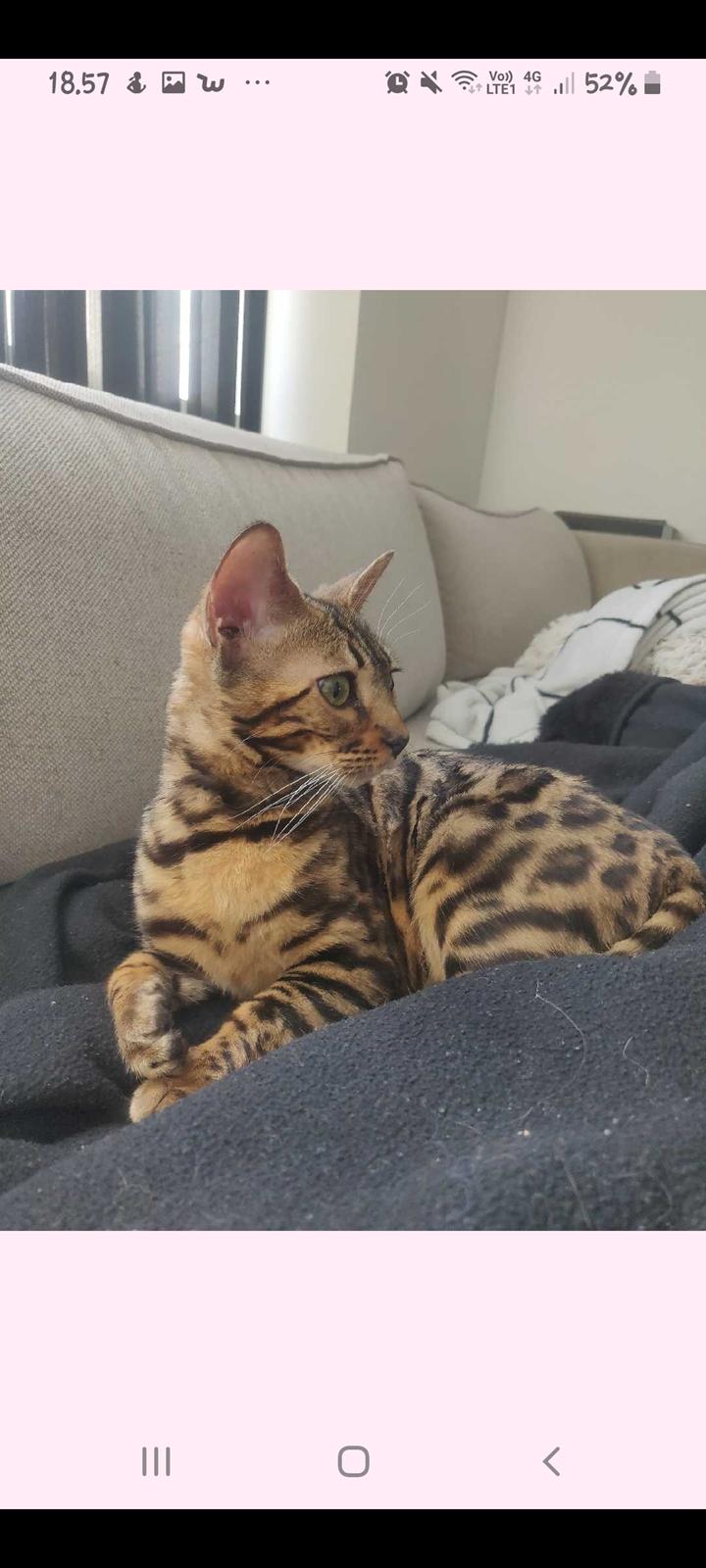 Bengal Nelly billede 1