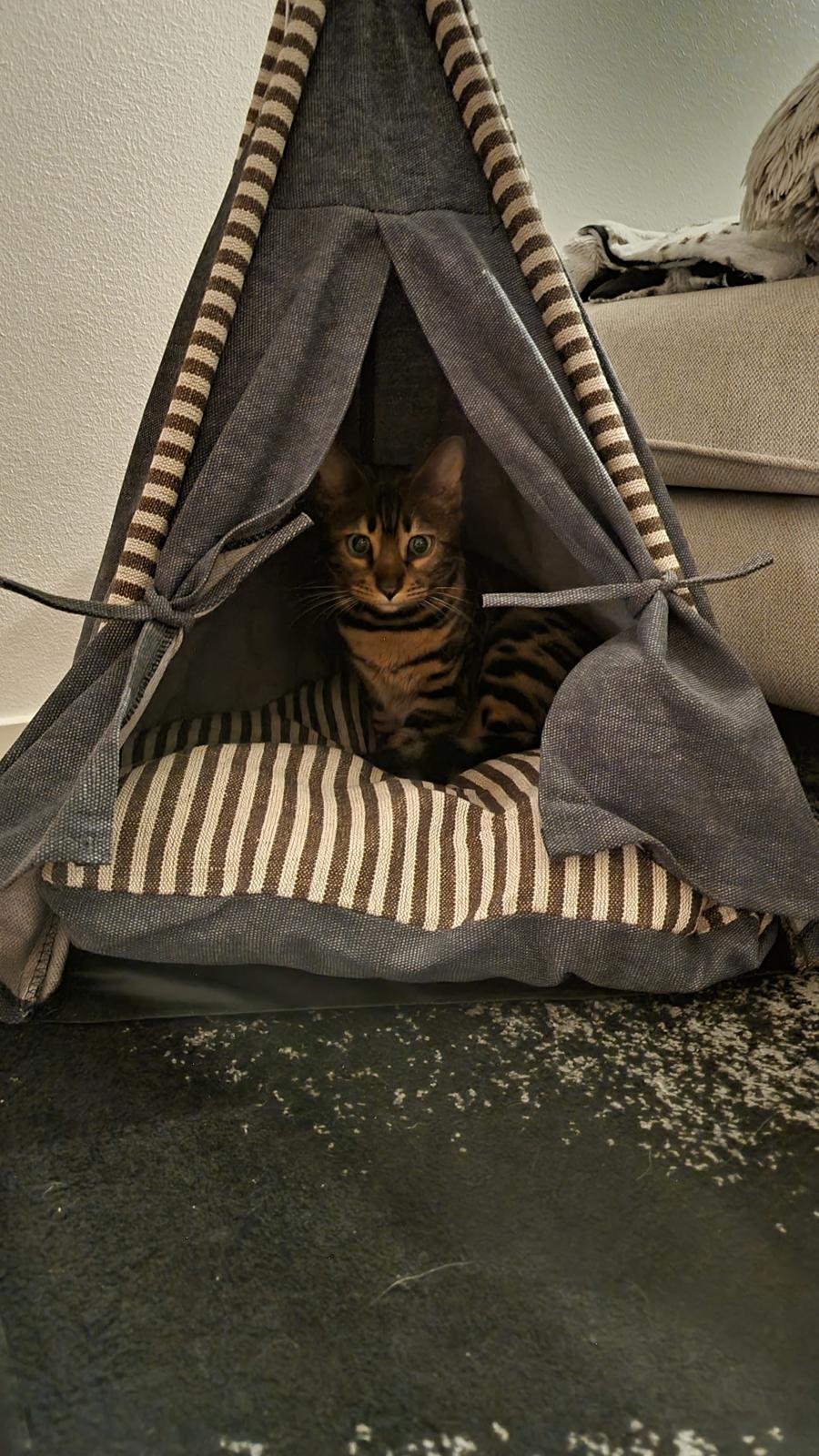 Bengal Nelly billede 4