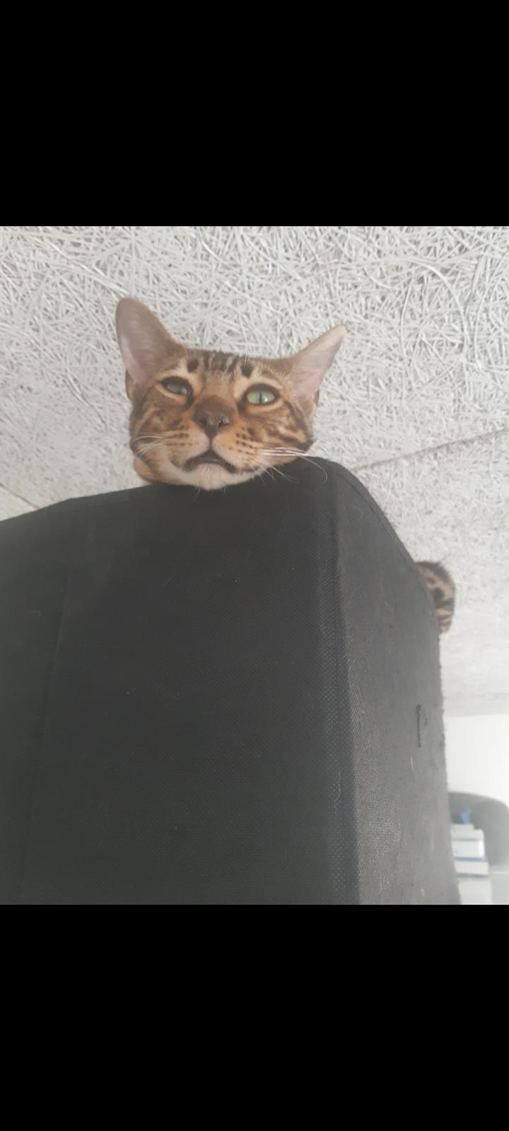 Bengal Nelly billede 2