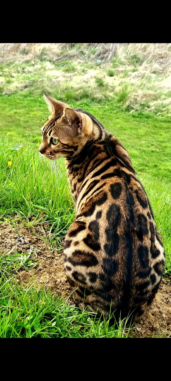 Bengal Nelly billede 3