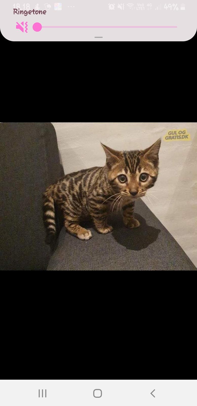 Bengal Nelly billede 5