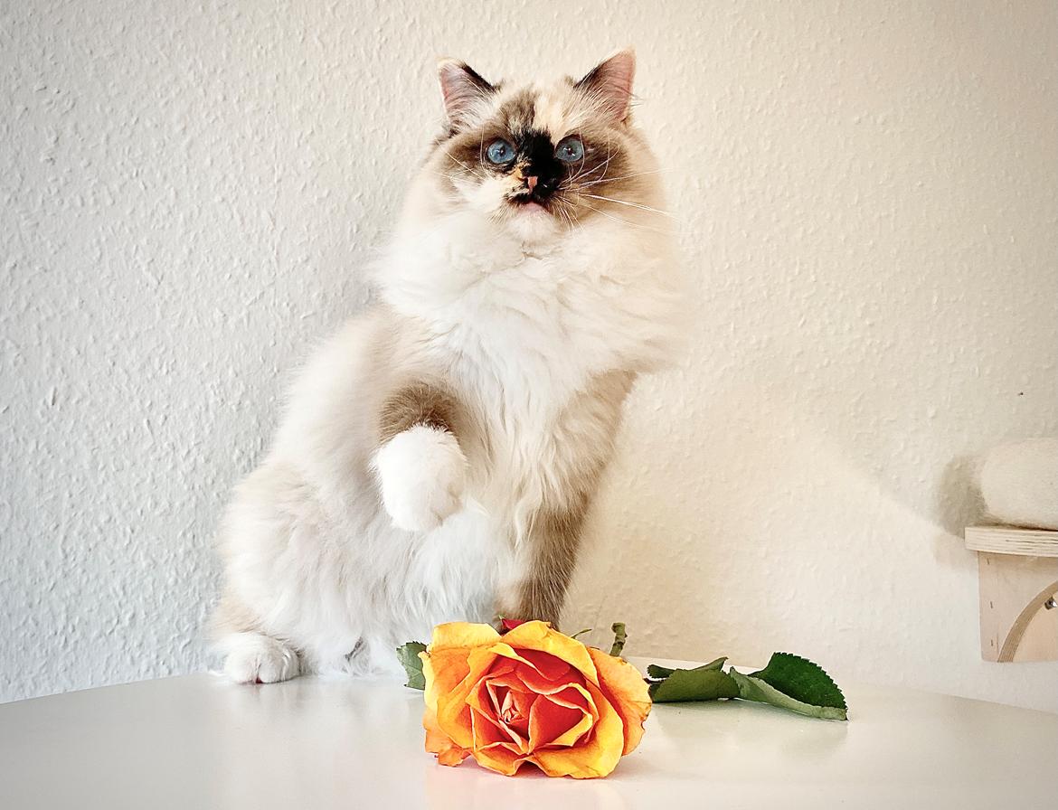 Ragdoll LaLunaMoonlights Holly - SOLGT billede 11