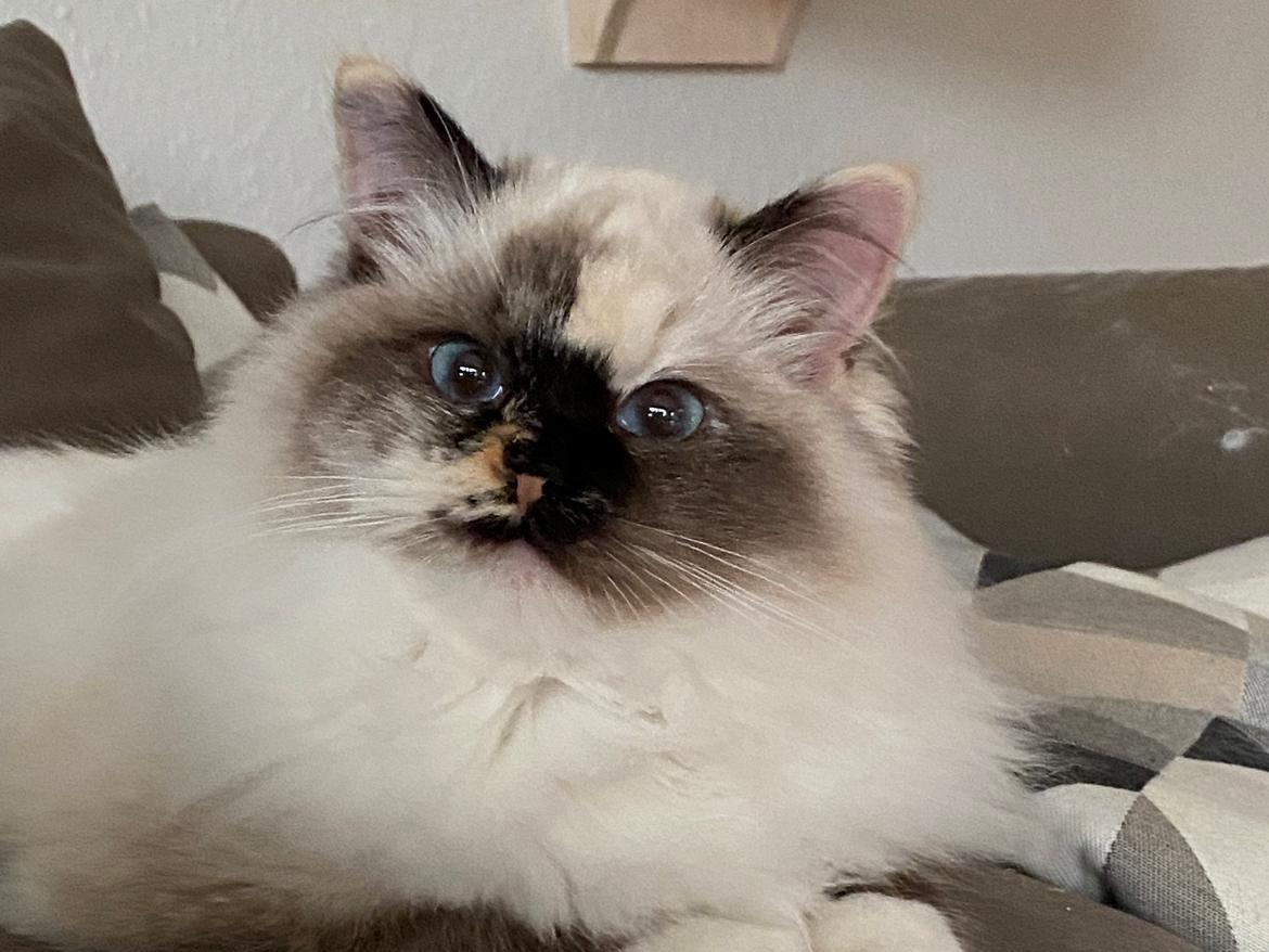 Ragdoll LaLunaMoonlights Holly - SOLGT billede 18