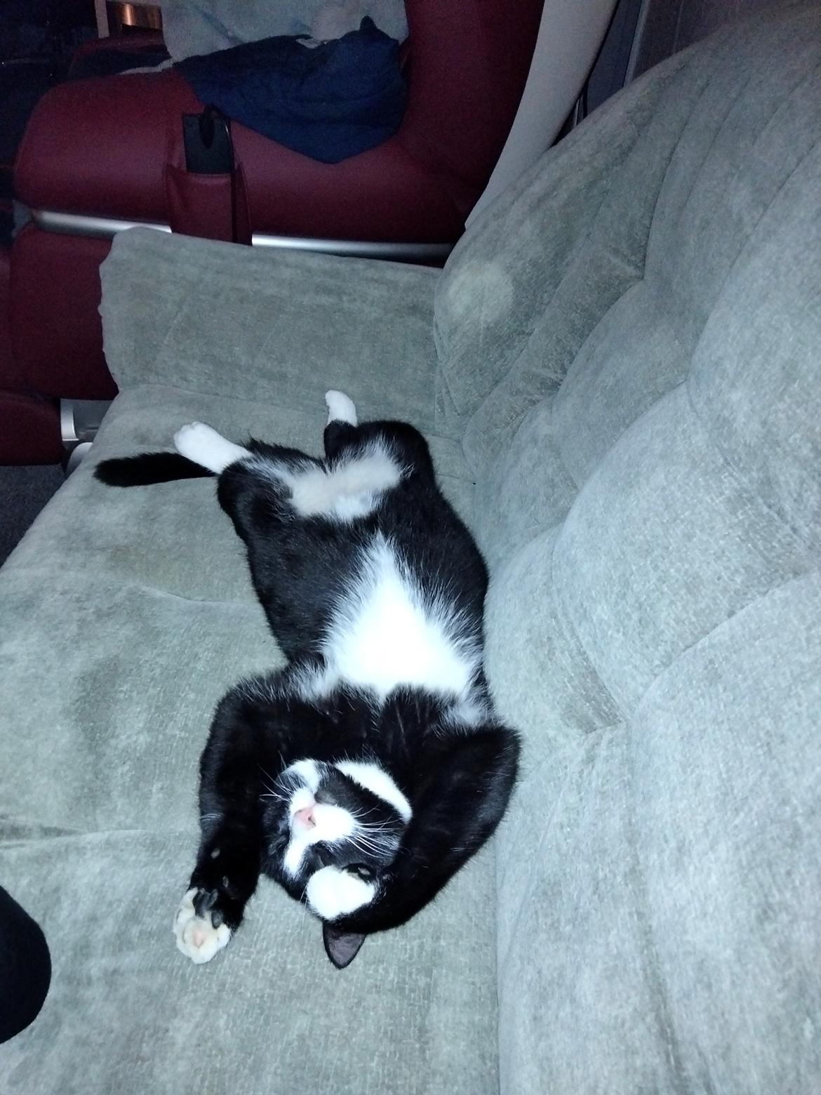 Huskat Frede billede 1