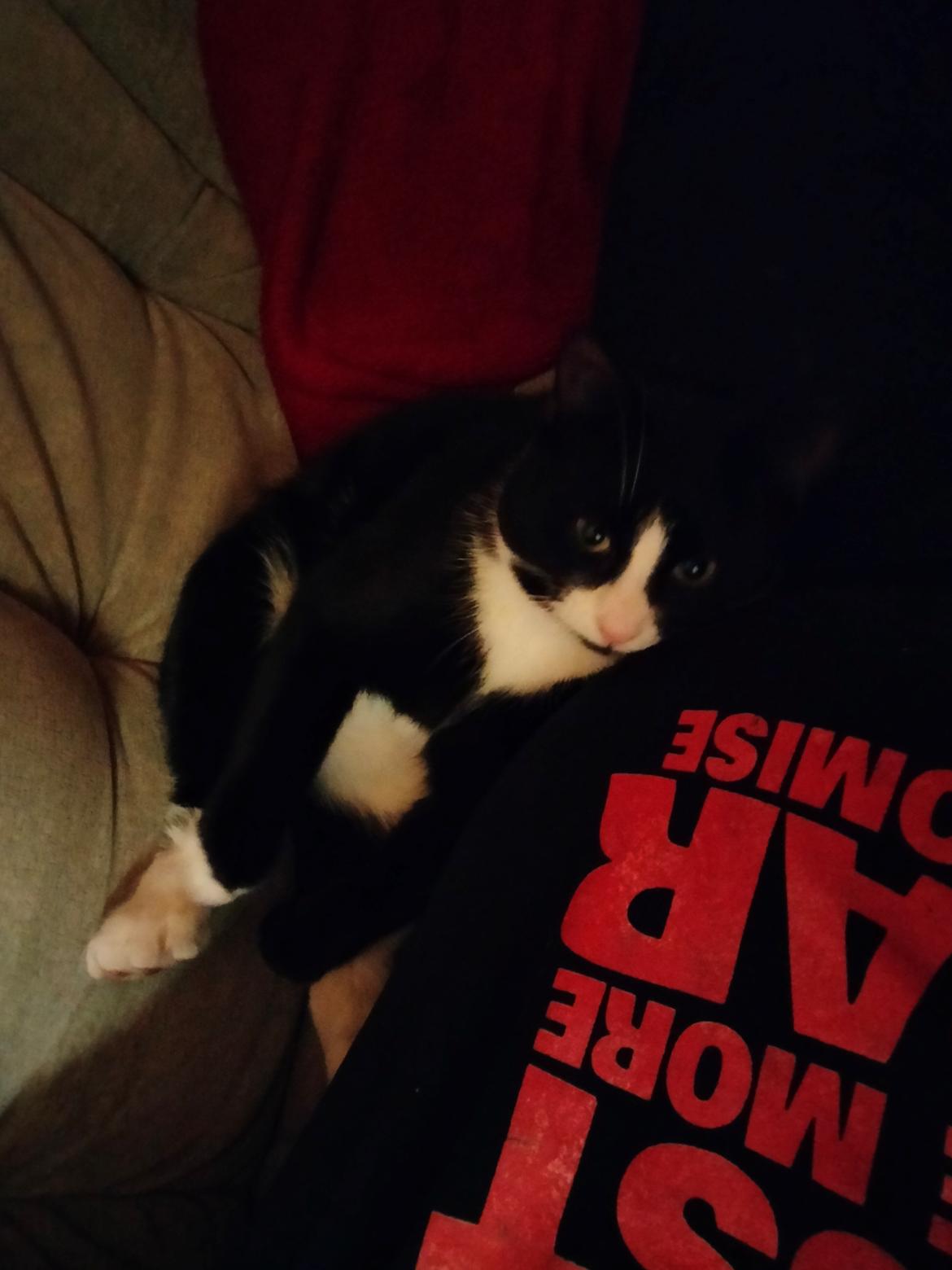 Huskat Frede billede 3