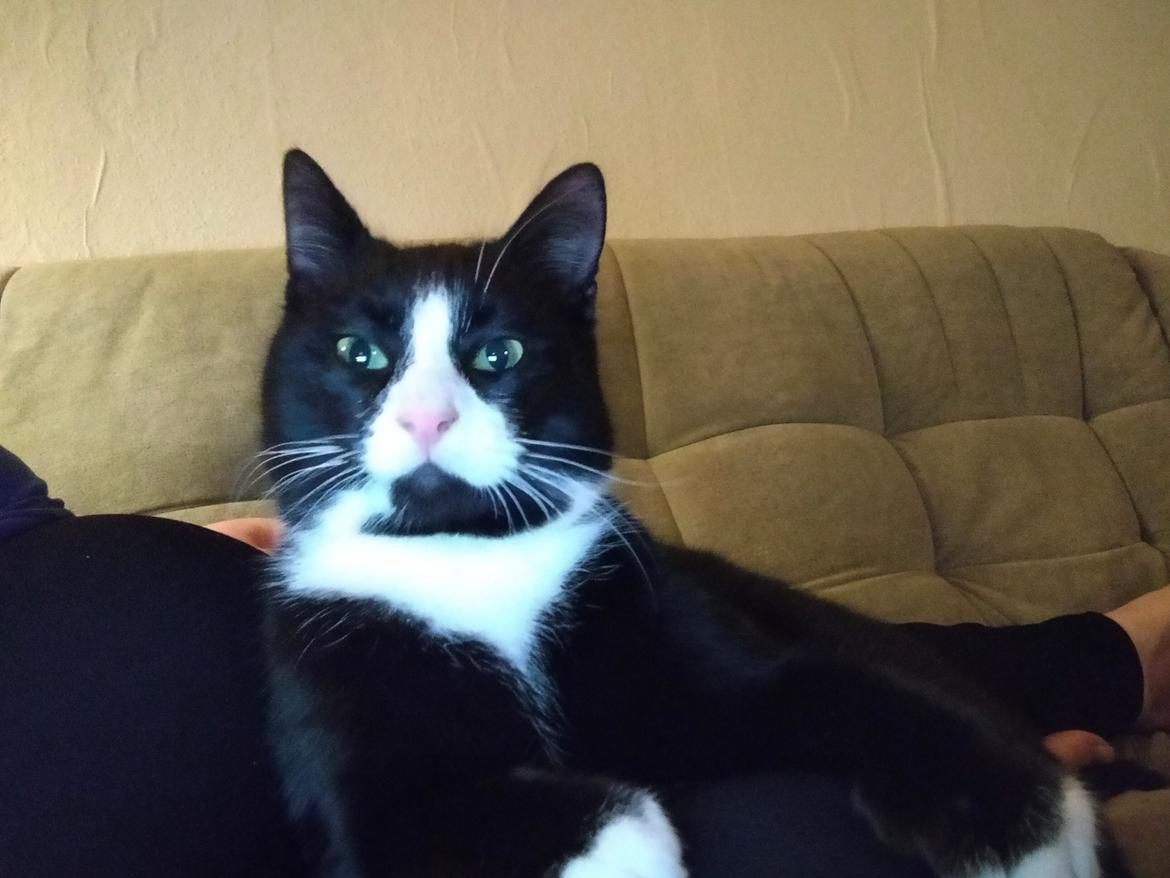 Huskat Frede billede 4