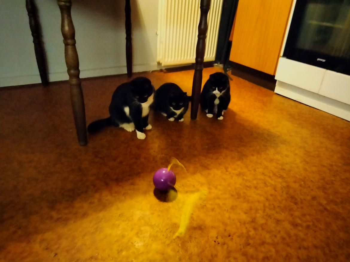 Huskat Frede billede 6