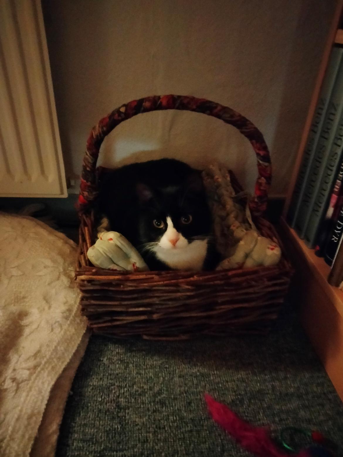 Huskat Frede billede 7