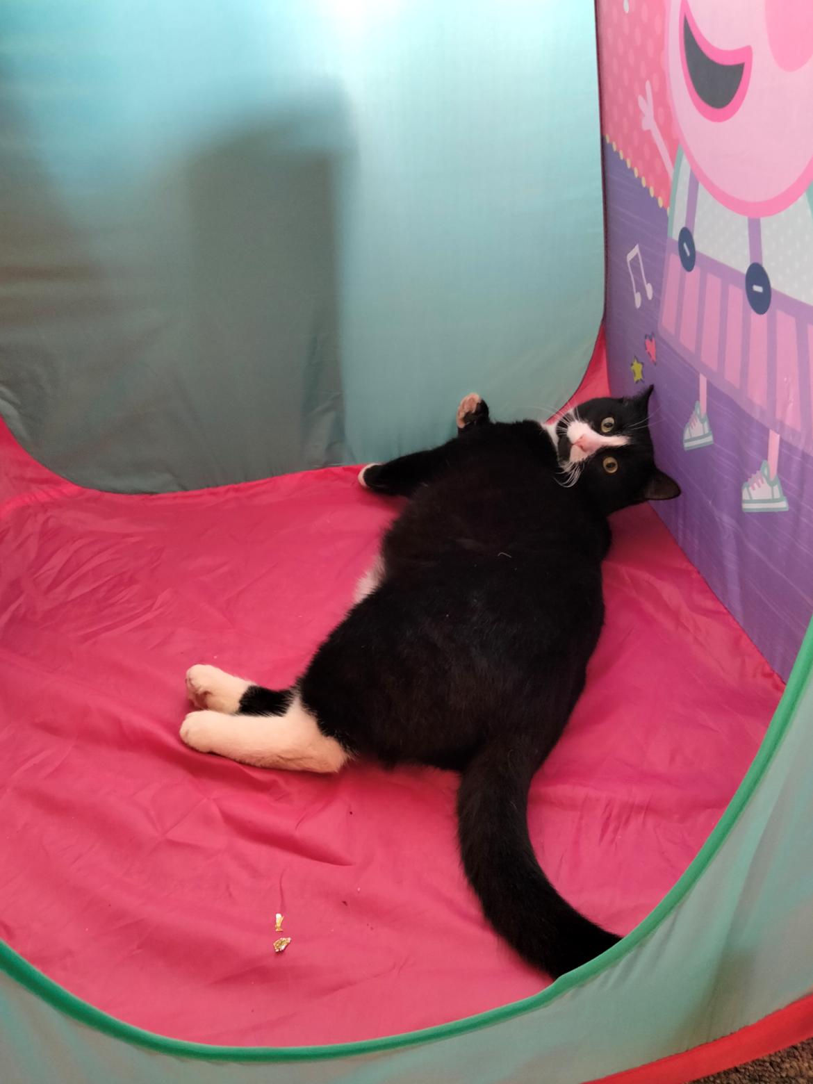Huskat Frede billede 8